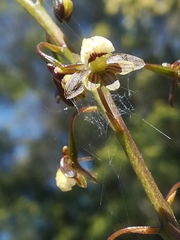 Eulophia cochlearis