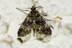 Elophila occidentalis