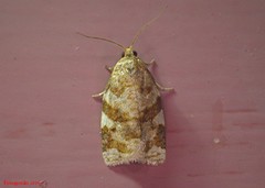 Archips mortuana