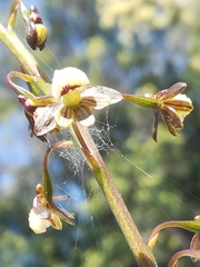 Eulophia cochlearis