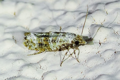Xylesthia albicans