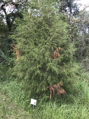Juniperus virginiana image