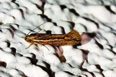 Ypsolopha sp-sw