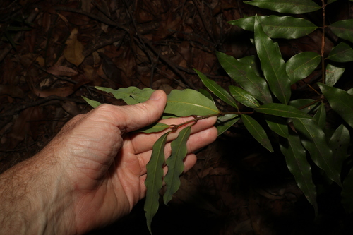 Image of Cinnamomum oliveri by (c) Greg Tasney, some rights reserved (CC BY-SA)