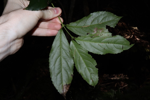 Image of Daphnandra micrantha by (c) Thomas Mesaglio, some rights reserved (CC BY)