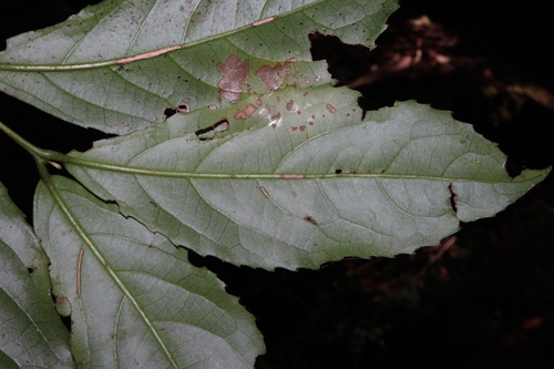 Image of Daphnandra micrantha by (c) Thomas Mesaglio, some rights reserved (CC BY)
