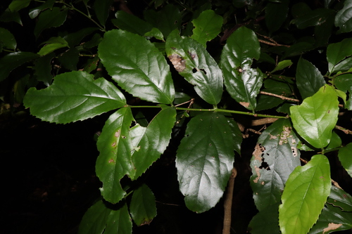 Image of Daphnandra micrantha by (c) Thomas Mesaglio, some rights reserved (CC BY)