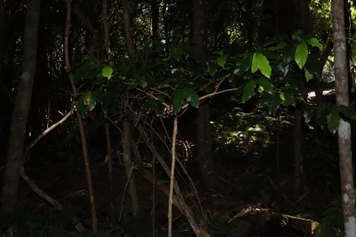 Image of Daphnandra micrantha by (c) Thomas Mesaglio, some rights reserved (CC BY)