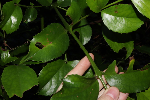 Image of Daphnandra micrantha by (c) Thomas Mesaglio, some rights reserved (CC BY)