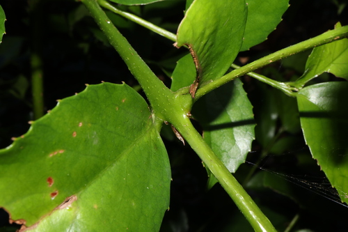 Image of Daphnandra micrantha by (c) Thomas Mesaglio, some rights reserved (CC BY)