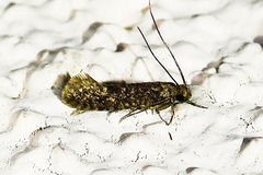 Niditinea fuscella