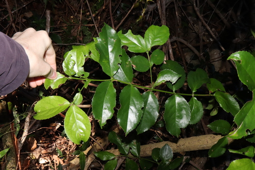 Image of Daphnandra micrantha by (c) Thomas Mesaglio, some rights reserved (CC BY)