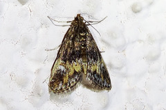 Elophila occidentalis