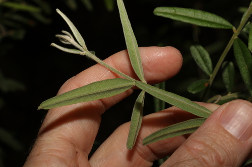 Image of Oxylobium robustum by (c) Greg Tasney, some rights reserved (CC BY-SA)