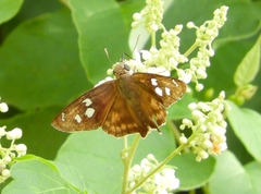 Polygonus leo arizonensis