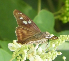 Polygonus leo arizonensis