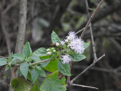 Tamaulipa azurea