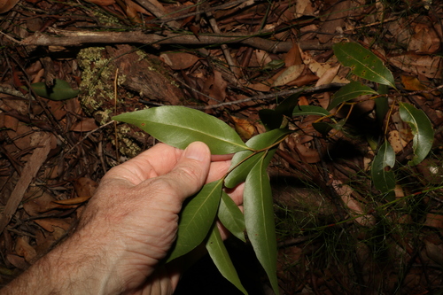 Image of Endiandra sieberi by (c) Greg Tasney, some rights reserved (CC BY-SA)
