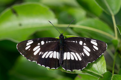 Neptis rivularis