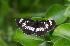 Neptis rivularis