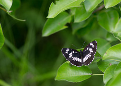 Neptis rivularis