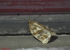 Archips mortuana