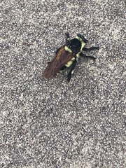 Mallophora bomboides