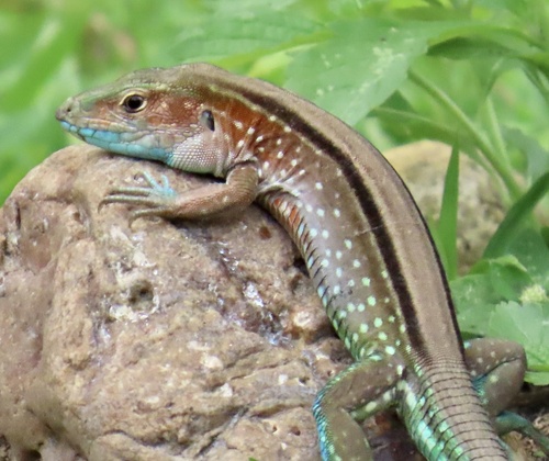 Cnemidophorus duellmani