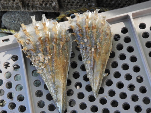 Atrina tuberculosa