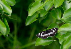 Neptis rivularis