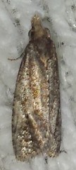 Phtheochroa