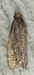 Phtheochroa
