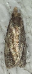 Phtheochroa