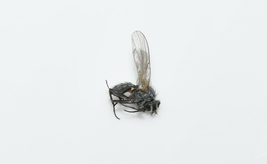 Root Magnotta Insect Root-maggot Flies from North Aegean Region, Greece on October 23, 2022 ...