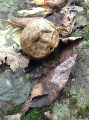 Amphibolips confluenta