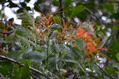 Psittacanthus