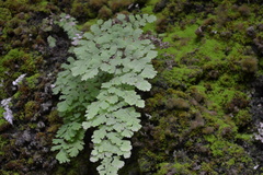 Adiantum concinnum