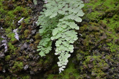 Adiantum concinnum