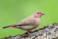 Red-Billed Firefinch photo 3