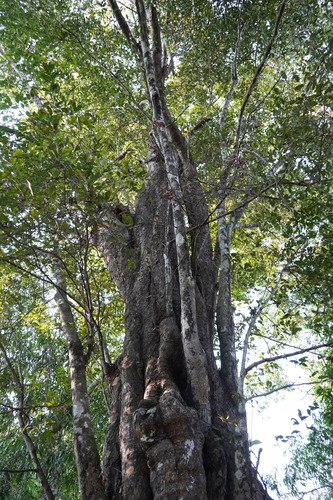 Diospyros decandra, 2023-04-05
