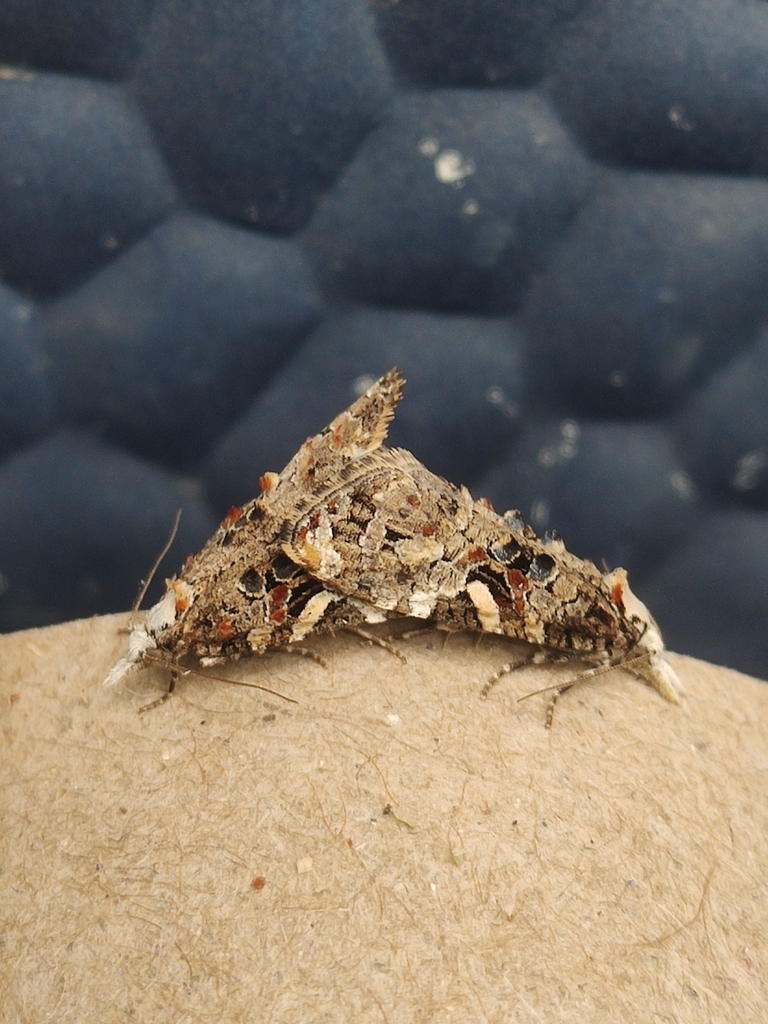 Phtheochroa ecballiella