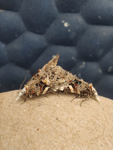 Phtheochroa ecballiella