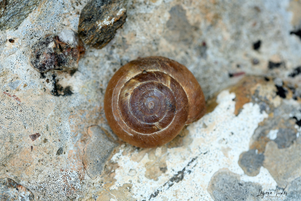 Zonites pergranulatus