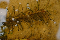 Lagarosiphon cordofanus image