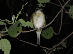 Vireo