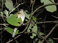 Vireo