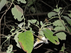 Vireo