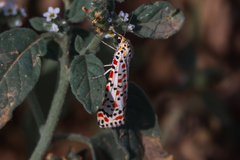 Utetheisa pulchella