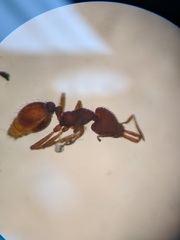 Strumigenys louisianae