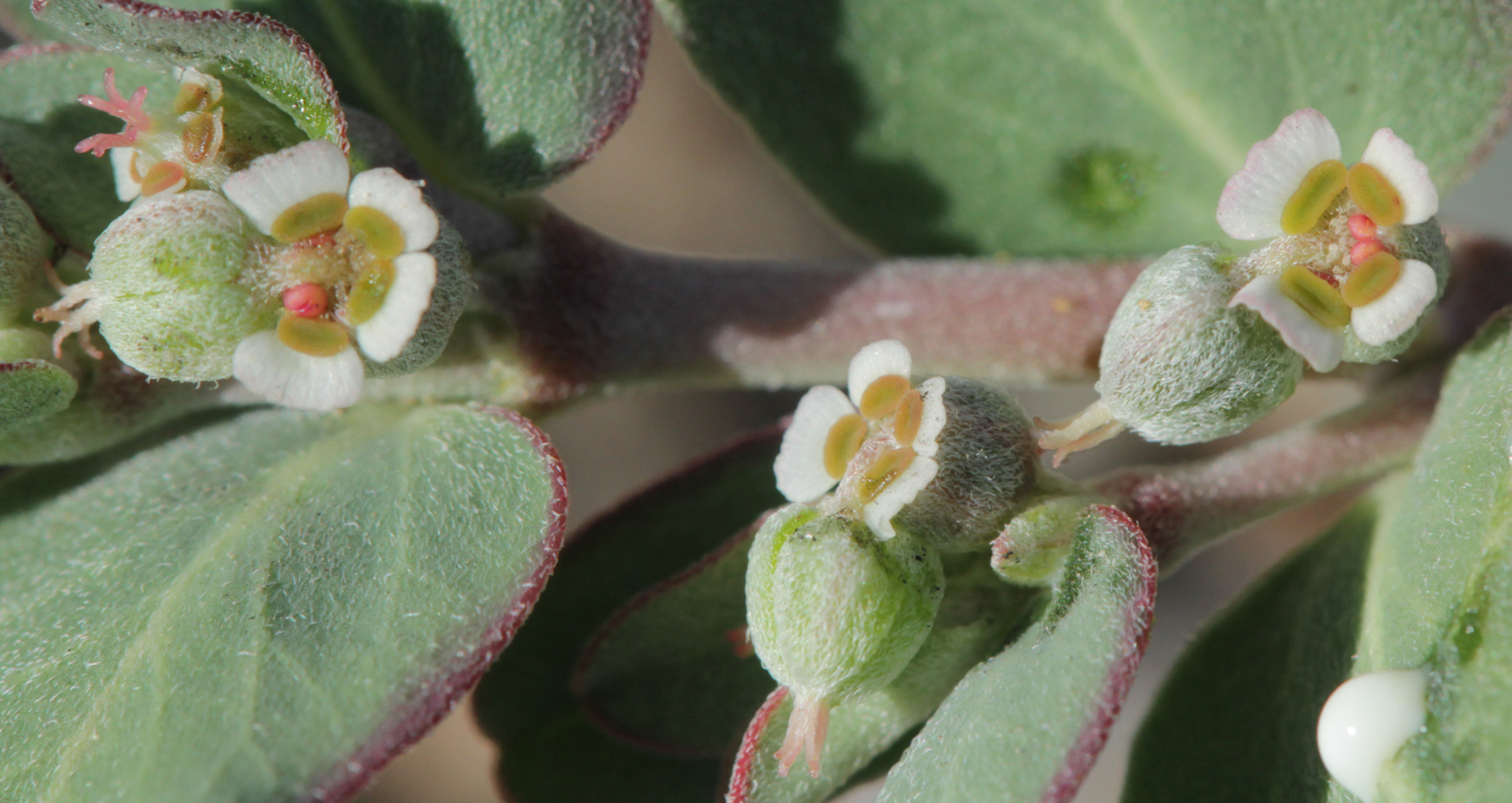 Euphorbia pediculifera